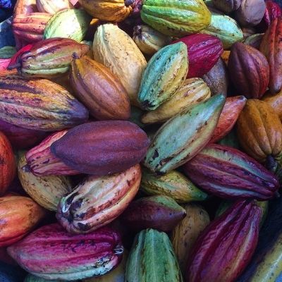 Experience the mystery of cacao
