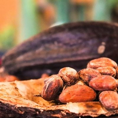 Cacao beans